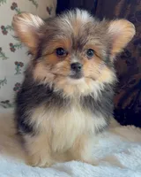 Teacup Daisy, a female Pomeranian and Yorkshire Terrier for sale in Niles, IL – Photo 3 of 9