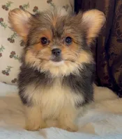 Teacup Daisy, a female Pomeranian and Yorkshire Terrier for sale in Niles, IL – Photo 8 of 9