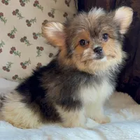 Teacup Daisy, a female Pomeranian and Yorkshire Terrier for sale in Niles, IL – Photo 1 of 9