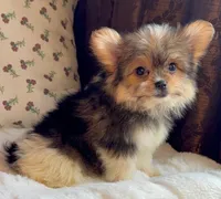 Teacup Daisy, a female Pomeranian and Yorkshire Terrier for sale in Niles, IL – Photo 4 of 9