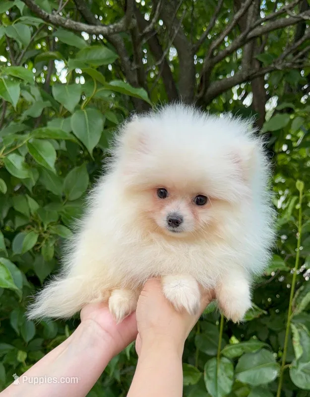 Fluffy  – Pomeranian puppy for sale in Niles, IL