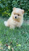 Charlie, a male Pomeranian and Yorkshire Terrier for sale in Pleasant Prairie, WI – 6 of 8