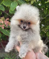 Luna, a female Pomeranian for sale in Niles, IL – 3 of 10