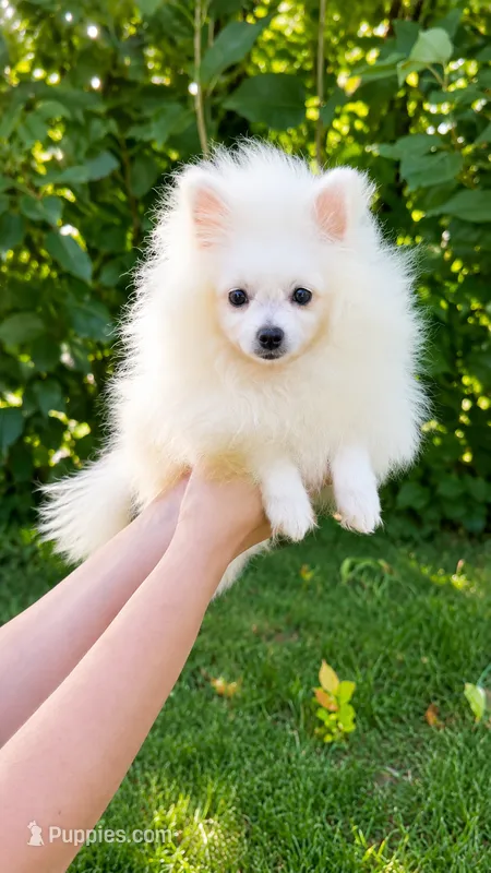 Zoey – Pomeranian puppy for sale in Niles, IL