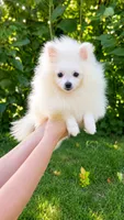 Zoey, a female Pomeranian for sale in Niles, IL – 1 of 3