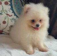 Fluffy , a female Pomeranian for sale in Niles, IL – 8 of 8