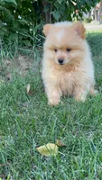 Charlie, a male Pomeranian and Yorkshire Terrier for sale in Pleasant Prairie, WI – 3 of 8