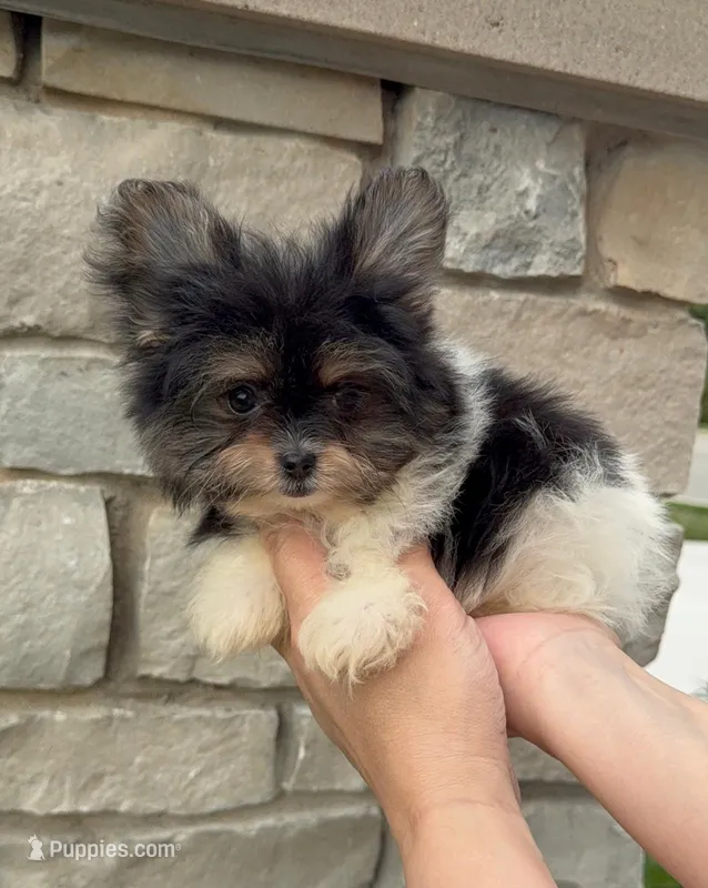 Tea cup Daisy – Pomeranian, Yorkshire Terrier puppy for sale in Niles, IL