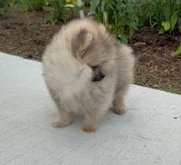George , a male Pomeranian for sale in Niles, IL – 8 of 9
