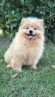 Charlie , a male Pomeranian and Yorkshire Terrier for sale in Niles, IL – 7 of 10