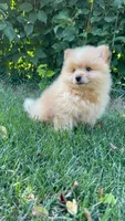 Charlie, a male Pomeranian and Yorkshire Terrier for sale in Pleasant Prairie, WI – 8 of 8