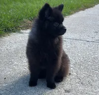 Nala, a female Pomeranian for sale in Niles, IL – 3 of 6