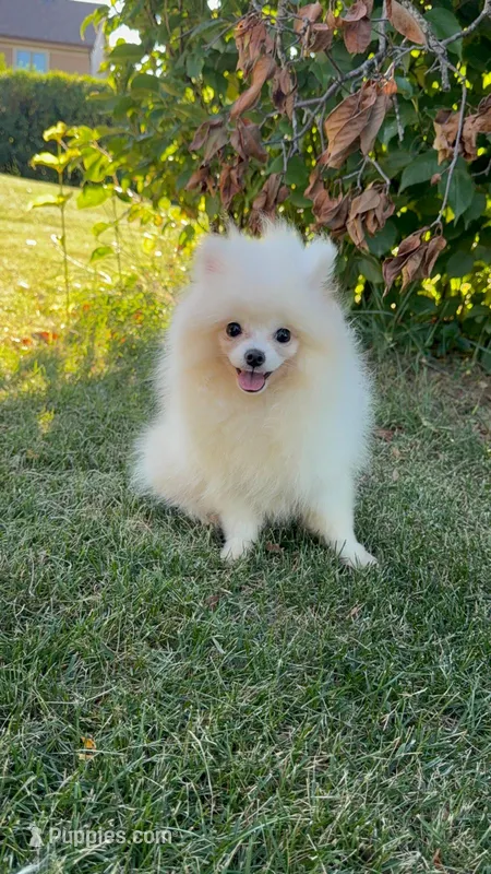 Fluffy  – Pomeranian puppy for sale in Niles, IL