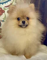 Pasha, a male Pomeranian for sale in Niles, IL – 6 of 10