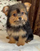 Roxy, a female Pomeranian and Yorkshire Terrier for sale in Niles, IL – Photo 8 of 10