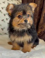Roxy, a female Pomeranian and Yorkshire Terrier for sale in Niles, IL – Photo 5 of 10
