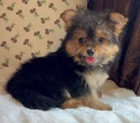 Roxy, a female Pomeranian and Yorkshire Terrier for sale in Niles, IL – Photo 2 of 10