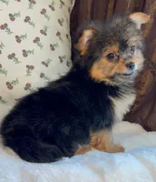 Roxy, a female Pomeranian and Yorkshire Terrier for sale in Niles, IL – Photo 4 of 10