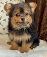 Roxy, a female Pomeranian and Yorkshire Terrier for sale in Niles, IL – Photo 9 of 10