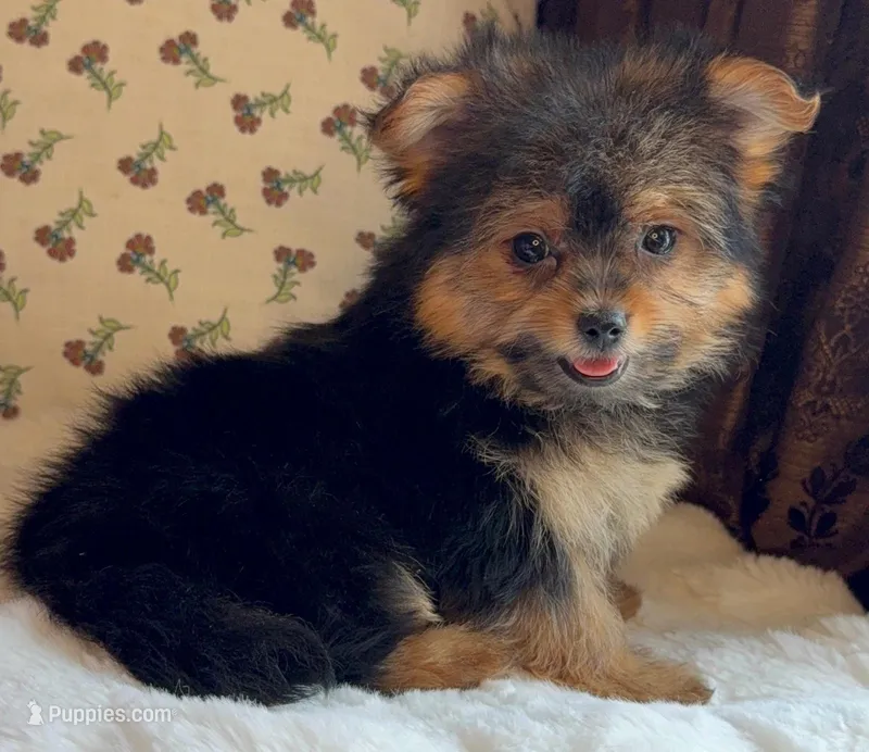 Roxy – Pomeranian, Yorkshire Terrier puppy for sale in Niles, IL
