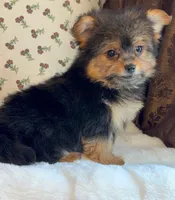 Roxy, a female Pomeranian and Yorkshire Terrier for sale in Niles, IL – Photo 3 of 10