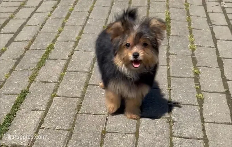 Roxy – Pomeranian, Yorkshire Terrier puppy for sale in Niles, IL
