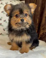 Roxy, a female Pomeranian and Yorkshire Terrier for sale in Niles, IL – Photo 10 of 10