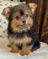 Roxy, a female Pomeranian and Yorkshire Terrier for sale in Niles, IL – Photo 7 of 10