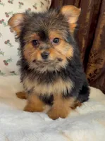 Roxy, a female Pomeranian and Yorkshire Terrier for sale in Niles, IL – Photo 6 of 10