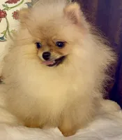 Pasha, a male Pomeranian for sale in Niles, IL – 3 of 10