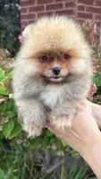 Benny, a male Pomeranian for sale in Niles, IL – 2 of 9