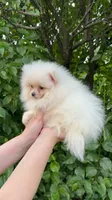 Fluffy , a female Pomeranian for sale in Niles, IL – 6 of 10