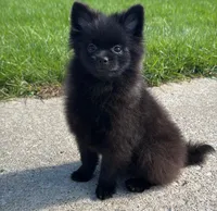 Nala, a female Pomeranian for sale in Niles, IL – 6 of 6