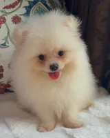 Fluffy , a female Pomeranian for sale in Niles, IL – 7 of 8