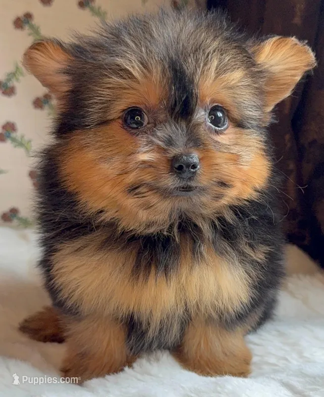 Teacup Coco – Pomeranian, Yorkshire Terrier puppy for sale in Niles, IL