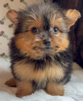 Teacup Coco, a female Pomeranian and Yorkshire Terrier for sale in Niles, IL – Photo 1 of 10