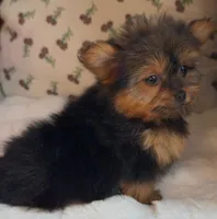 Teacup Coco, a female Pomeranian and Yorkshire Terrier for sale in Niles, IL – Photo 9 of 10