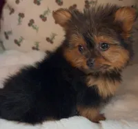 Teacup Coco, a female Pomeranian and Yorkshire Terrier for sale in Niles, IL – Photo 8 of 10
