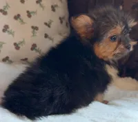 Teacup Coco, a female Pomeranian and Yorkshire Terrier for sale in Niles, IL – Photo 5 of 10