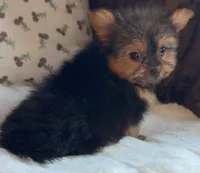 Teacup Coco, a female Pomeranian and Yorkshire Terrier for sale in Niles, IL – Photo 2 of 10