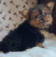 Teacup Coco, a female Pomeranian and Yorkshire Terrier for sale in Niles, IL – Photo 7 of 10