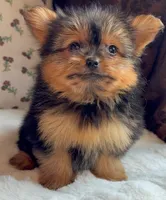 Teacup Coco, a female Pomeranian and Yorkshire Terrier for sale in Niles, IL – Photo 4 of 10