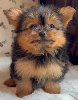 Teacup Coco, a female Pomeranian and Yorkshire Terrier for sale in Niles, IL – Photo 3 of 10