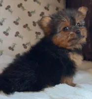 Teacup Coco, a female Pomeranian and Yorkshire Terrier for sale in Niles, IL – Photo 10 of 10