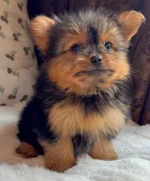 Teacup Coco, a female Pomeranian and Yorkshire Terrier for sale in Niles, IL – Photo 6 of 10