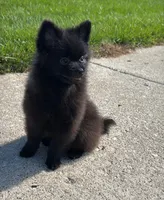Nala, a female Pomeranian for sale in Niles, IL – 4 of 6