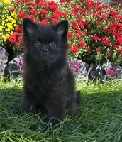 Nala, a female Pomeranian for sale in Niles, IL – 1 of 6