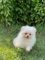 Fluffy , a female Pomeranian for sale in Niles, IL – 3 of 10