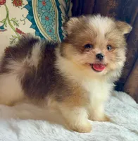 Ace, a male Pomeranian and Yorkshire Terrier for sale in Niles, IL – 8 of 10