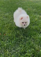 Zoey, a female Pomeranian for sale in Niles, IL – 3 of 4